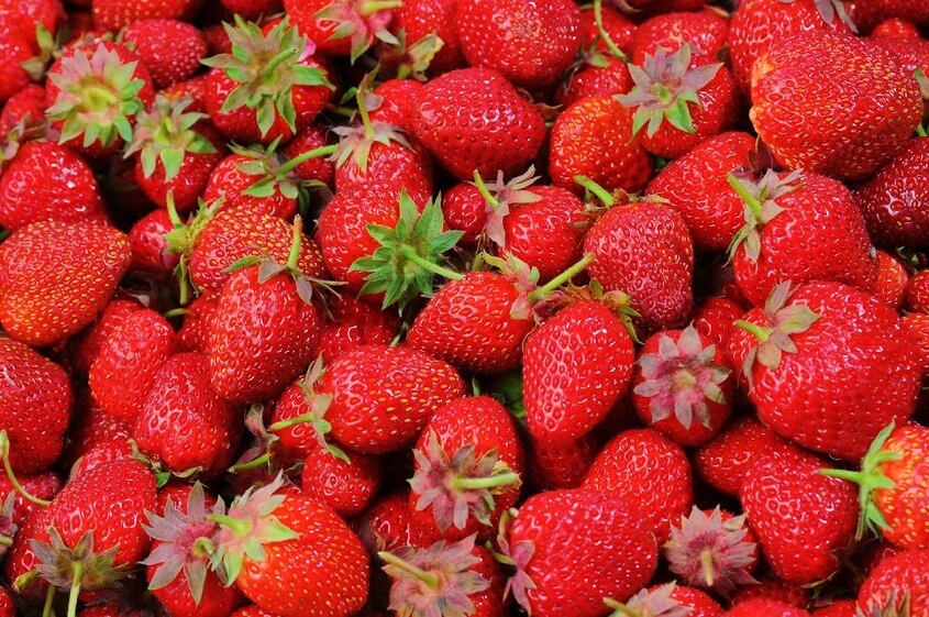 fresas maduras cosechadas en el campo, ejemplo de cultivo intensivo que impulsa el uso de robots agrícolas