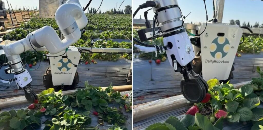 Robot agrícola de DailyRobotics cosechando fresas a campo abierto con brazos mecánicos y pinzas diseñadas para manipular fruta delicada